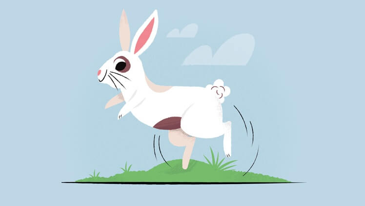 A visual guide to understanding rabbit behaviour | Petplan