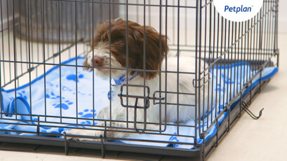 how long can a puppy be crated at night