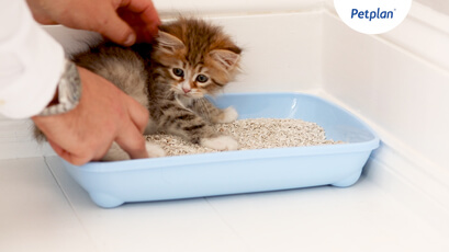How to Litter Train a Kitten - Kitten 