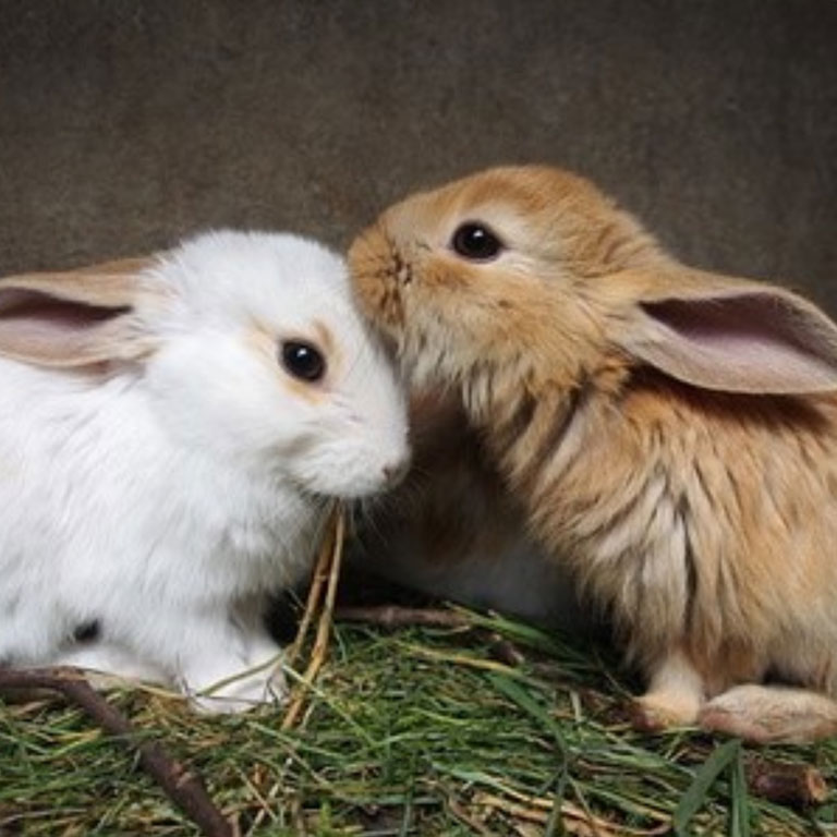 Rabbit growling sales
