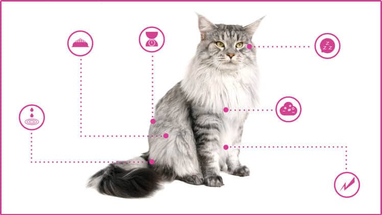 Open Petplan's Guide To Your Cat's Health