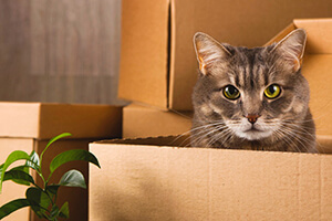 Tips for moving house with cats | Petplan