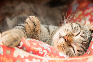 How to take care of cats in winter: your essential checklist