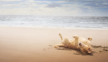 Image for: Dog Activities in Summer