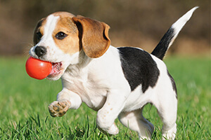 7 top tips for exercising your puppy