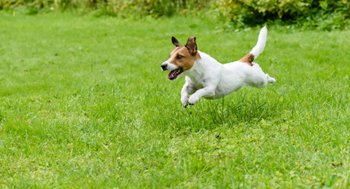 do dogs outgrow zoomies