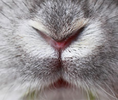 Female rabbit shop making grunting noises