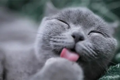 A gray cat with its eyes closed licks its paw.