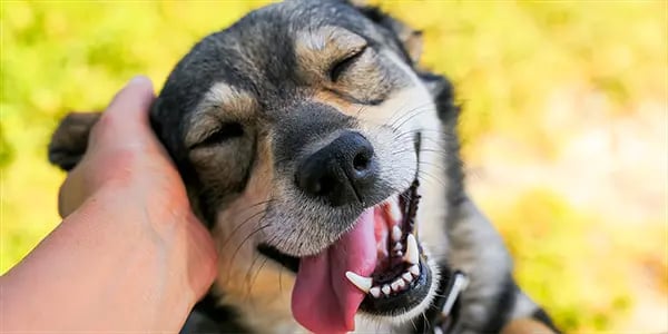 A hand pets a happy dog with closed eyes, open mouth, and tongue out.