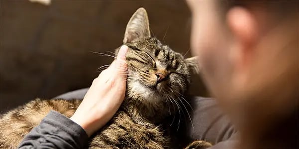 A person's hand petting a tabby cat, with the cat's eyes closed in enjoyment.