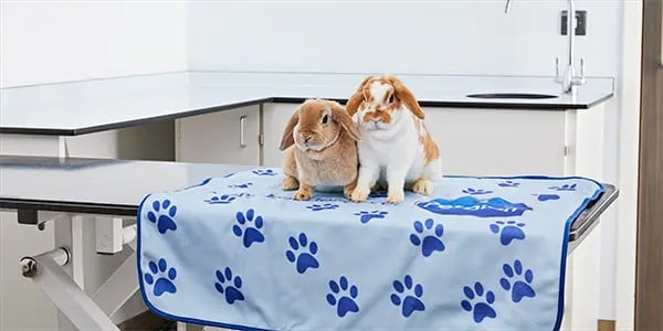 Two rabbits on a blue paw print blanket on a vet's examination table.