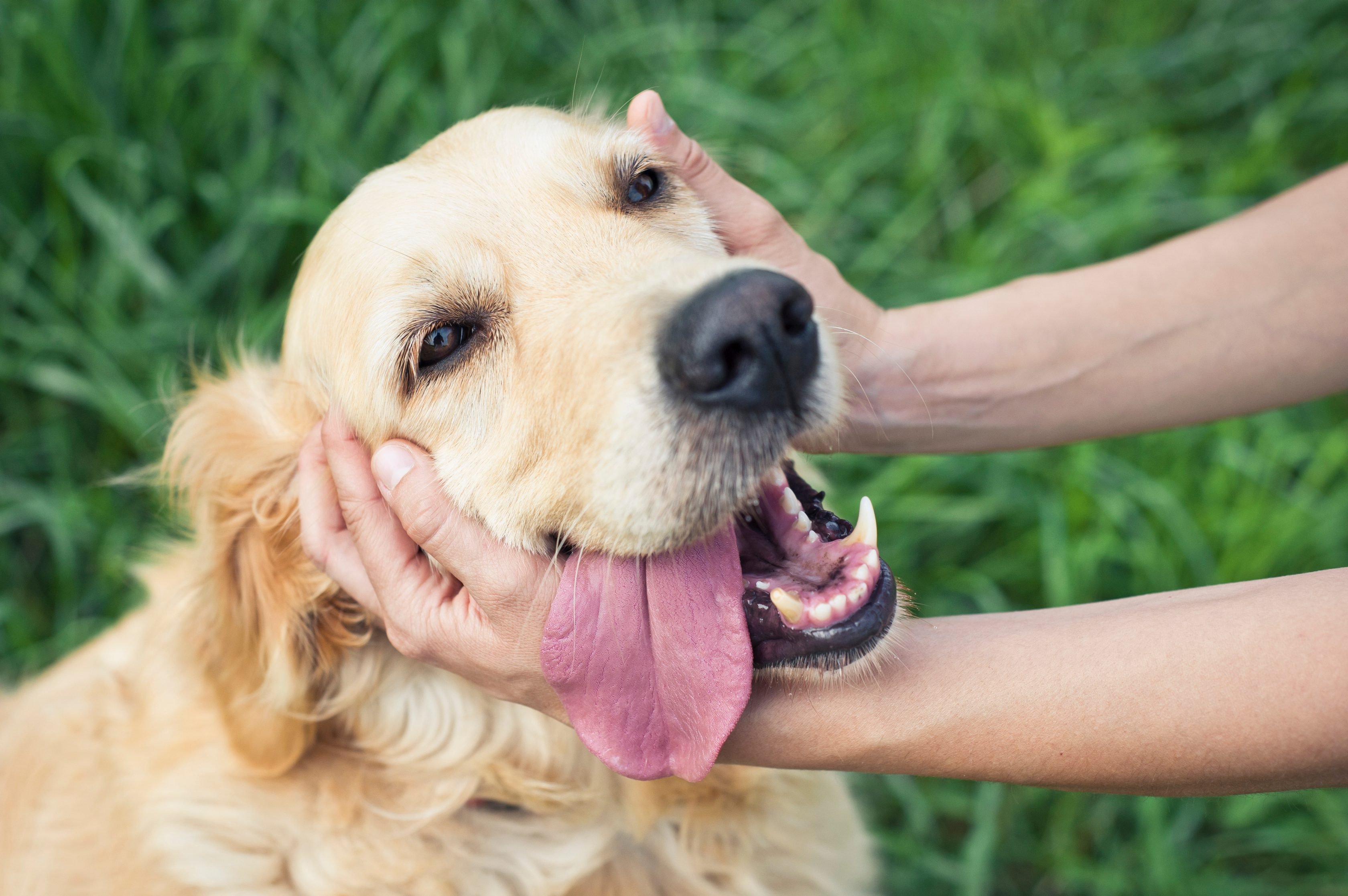 Hands gently cupping the face of a happy golden retriever with its tongue out.