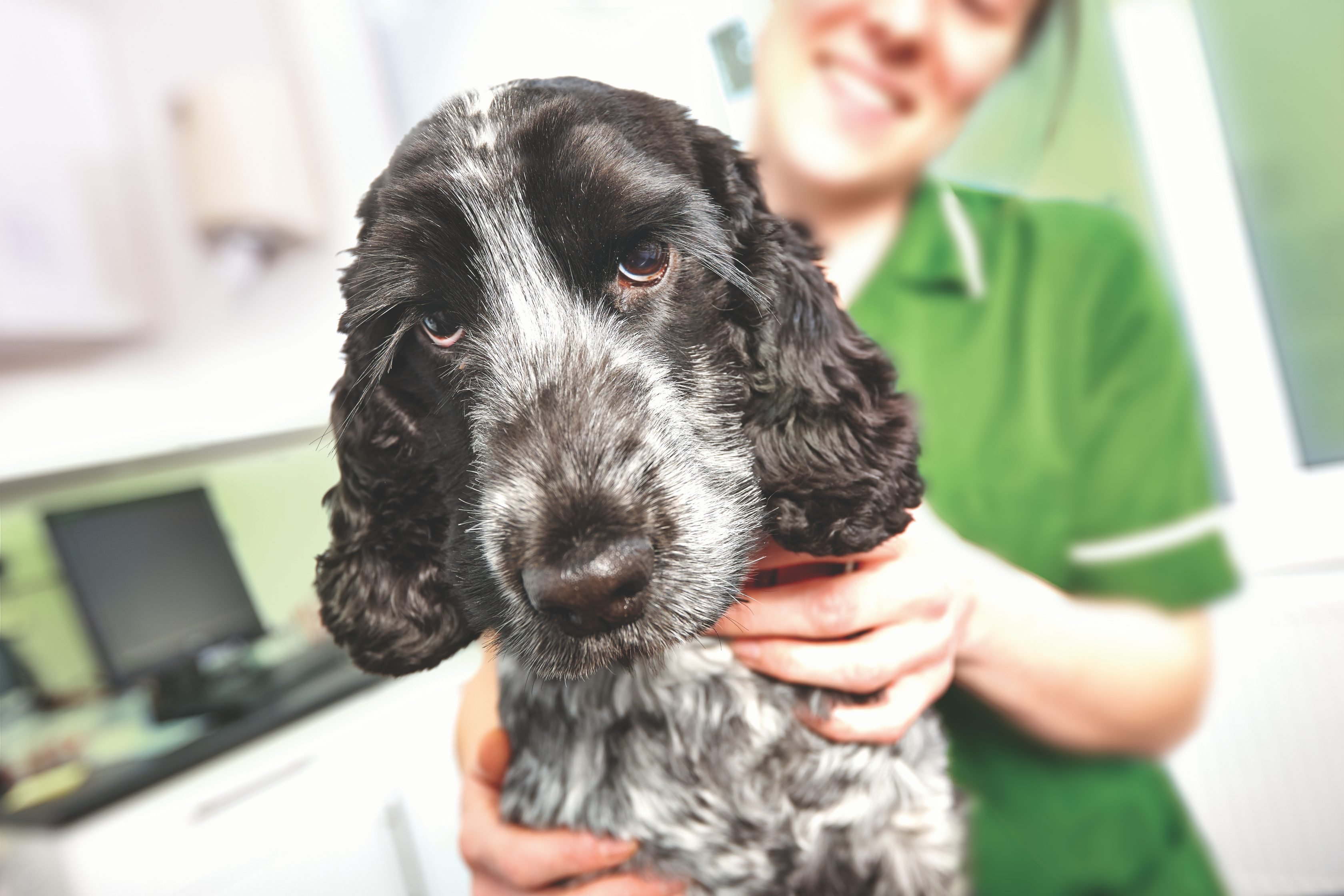 A blue roan cocker spaniel puppy being held by a smiling vet in a green uniform.