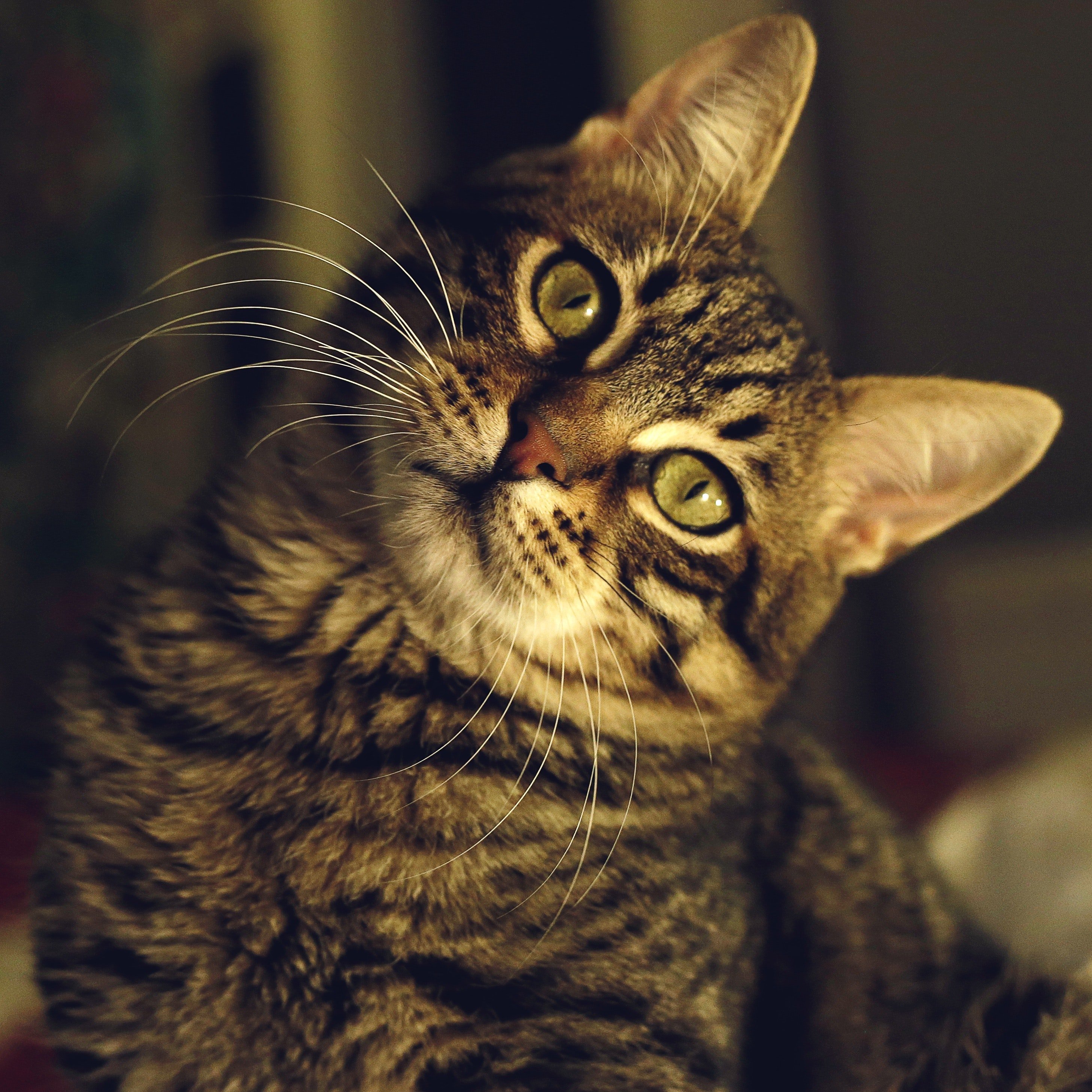 Close-up of a tabby cat with green eyes, head tilted, looking curious.