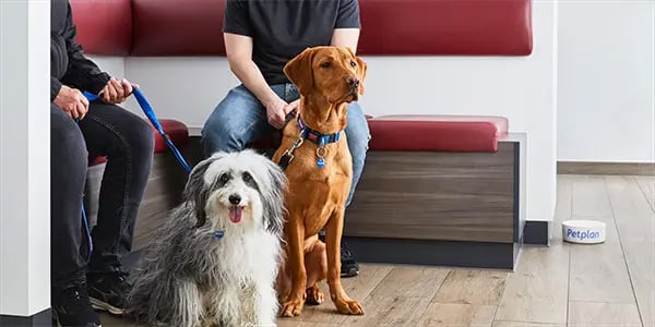 Two dogs, one fluffy grey and white, one brown, sit patiently with their owners in a waiting room.
