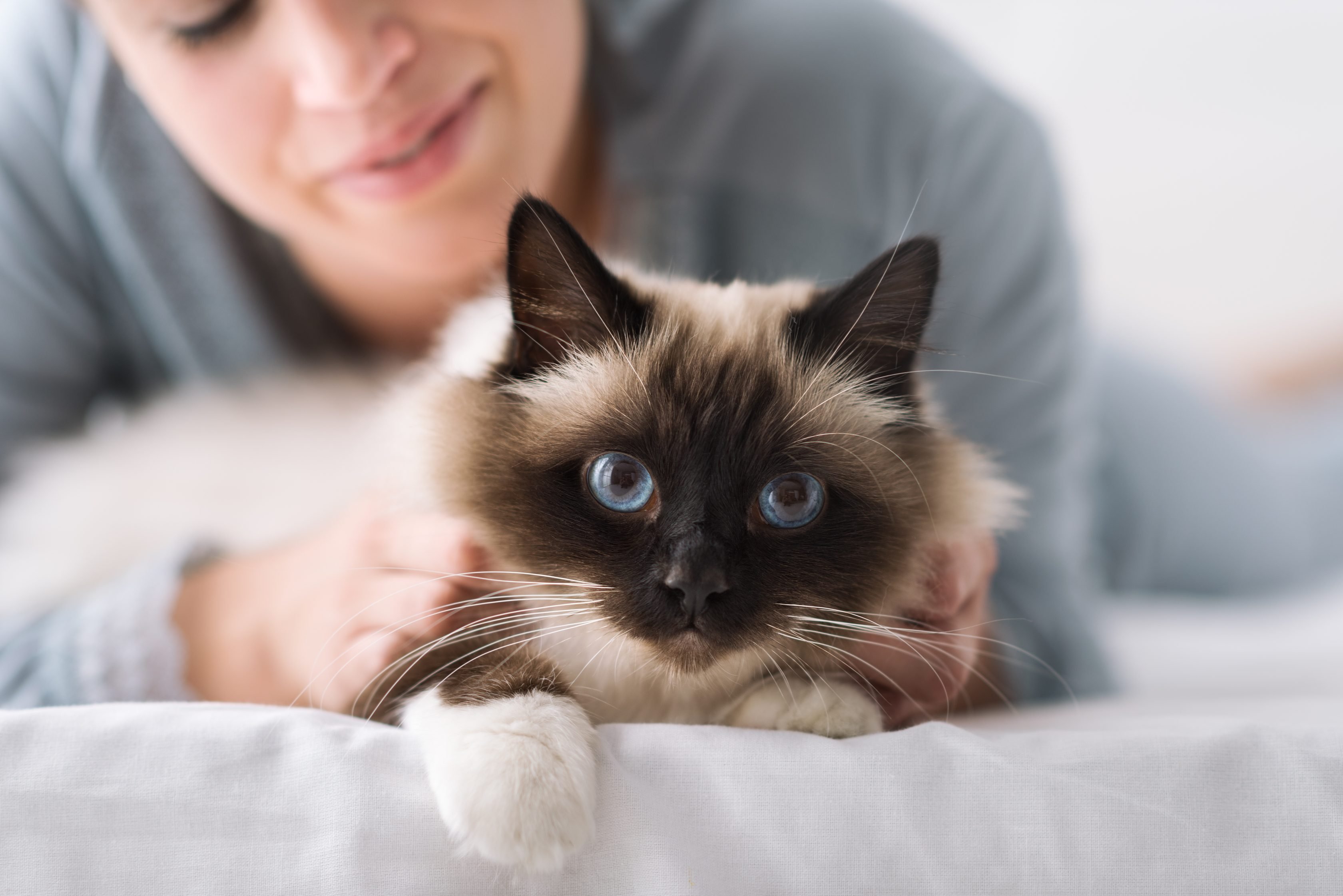 A person gently pets a fluffy cat with striking blue eyes and dark brown markings.