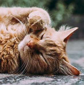 A fluffy ginger cat is curled up, sleeping soundly with one paw covering its face.