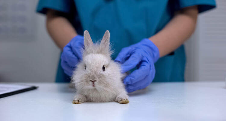 A small gret fluffy rabbit on a vet table, being help by a vet.