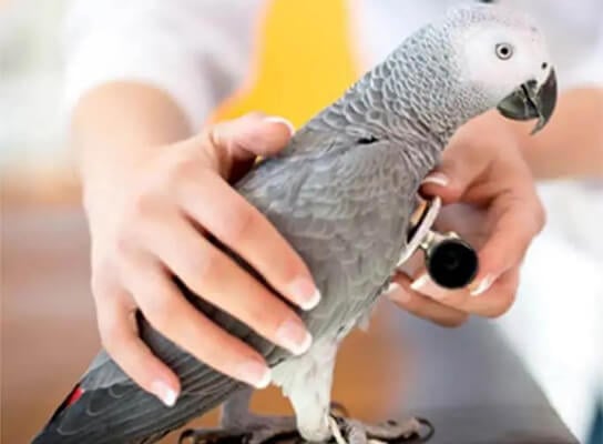 A person's hands hold a grey parrot while a stethoscope is placed on its chest.