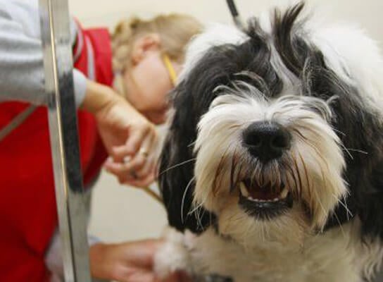 A fluffy black and white dog with a happy expression is being groomed by a person.