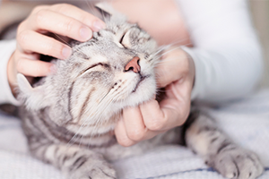 A person's hands petting a tabby cat on its head and chin, with the cat's eyes closed in contentment.
