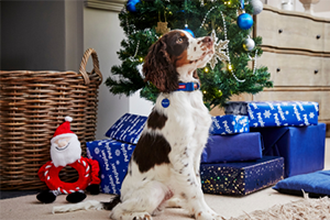 A spaniel sitting by a Christmas Tree surrounded by presents & a Toy Santa Claus