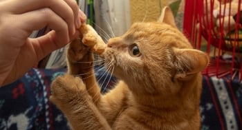 ginger cat eating a christmas treat