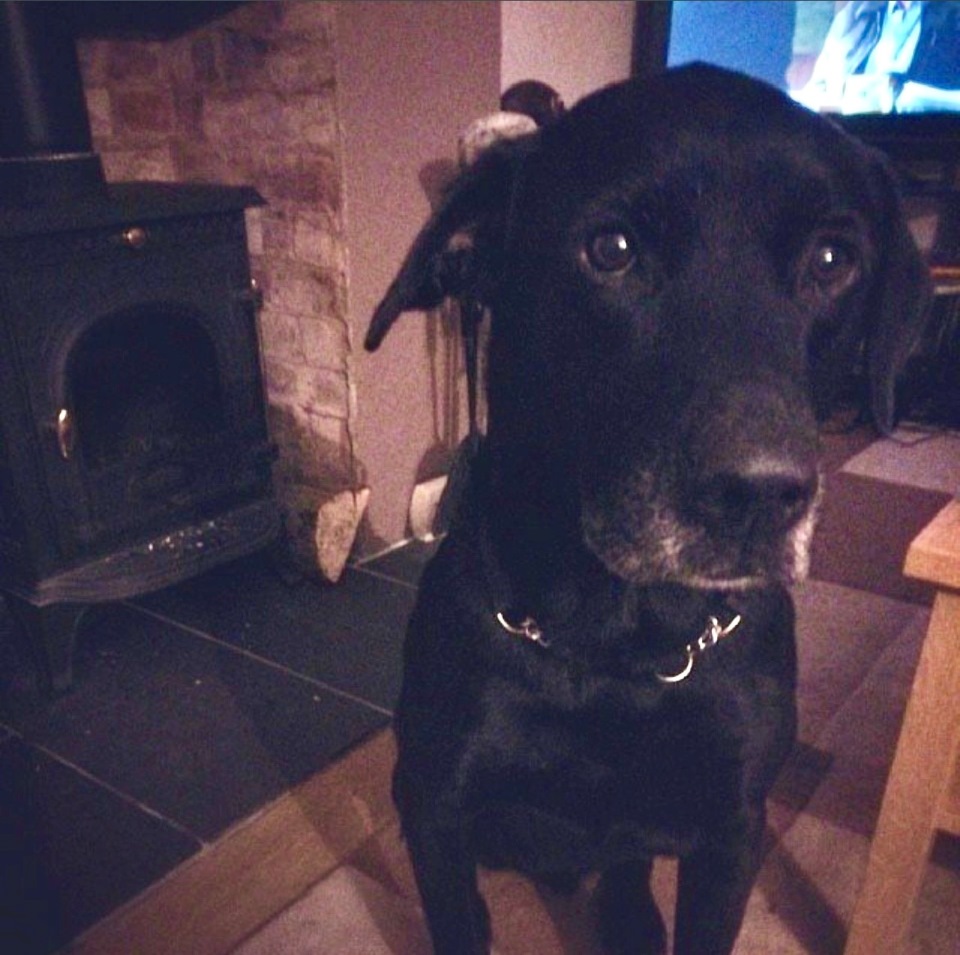 Black Labrador sitting down.