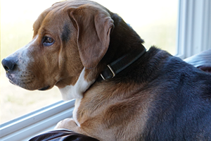 A beagle with a black collar looking out a window, with its head resting on the sill.