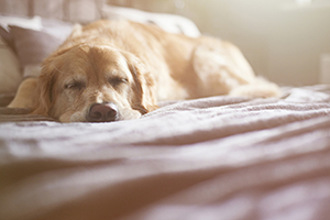 A golden retriever lies peacefully asleep on a light-colored bed with its eyes closed.