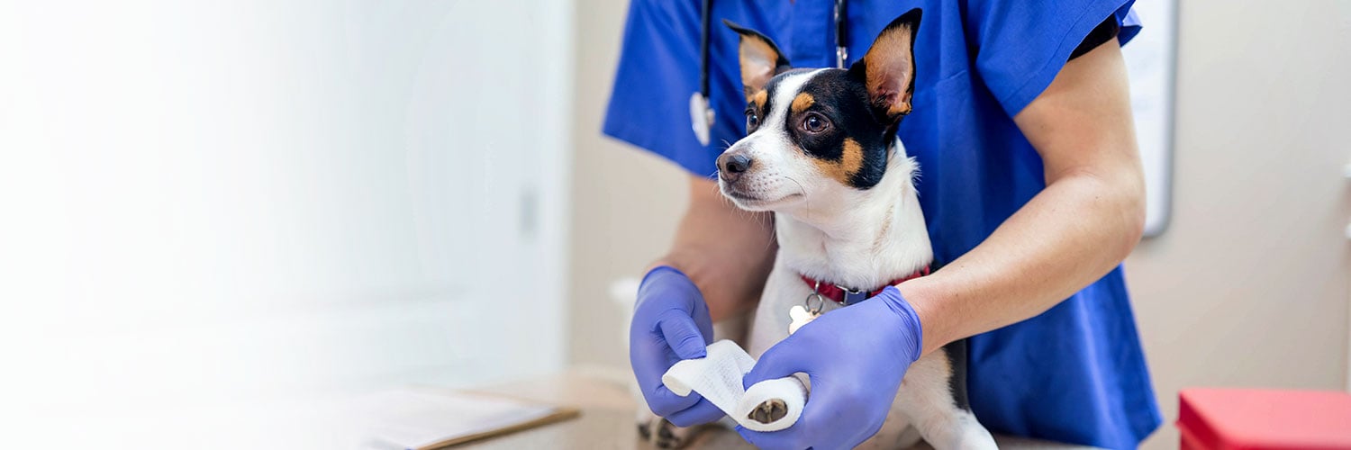 A vet in blue scrubs and purple gloves bandages the paw of a small black, white, and tan dog.
