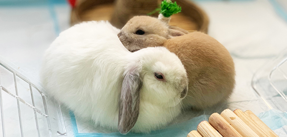 Two Rabbits huddle together
