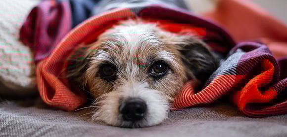 dog with blanket over body