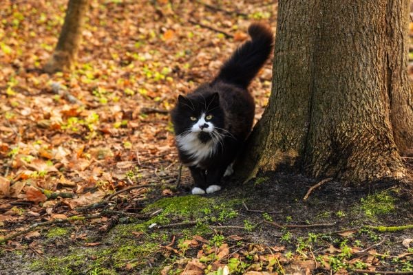 Black and white cat in autumn leaves 