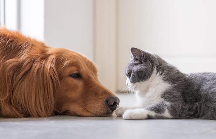 A dog and cat sit opposite one another