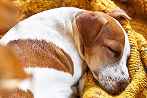 A brown and white dog with a spotted snout sleeps curled up on a yellow blanket.