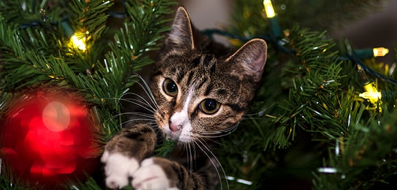 Cat amongst decorations