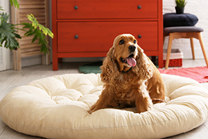Red spaniel sat on large circular dog bed