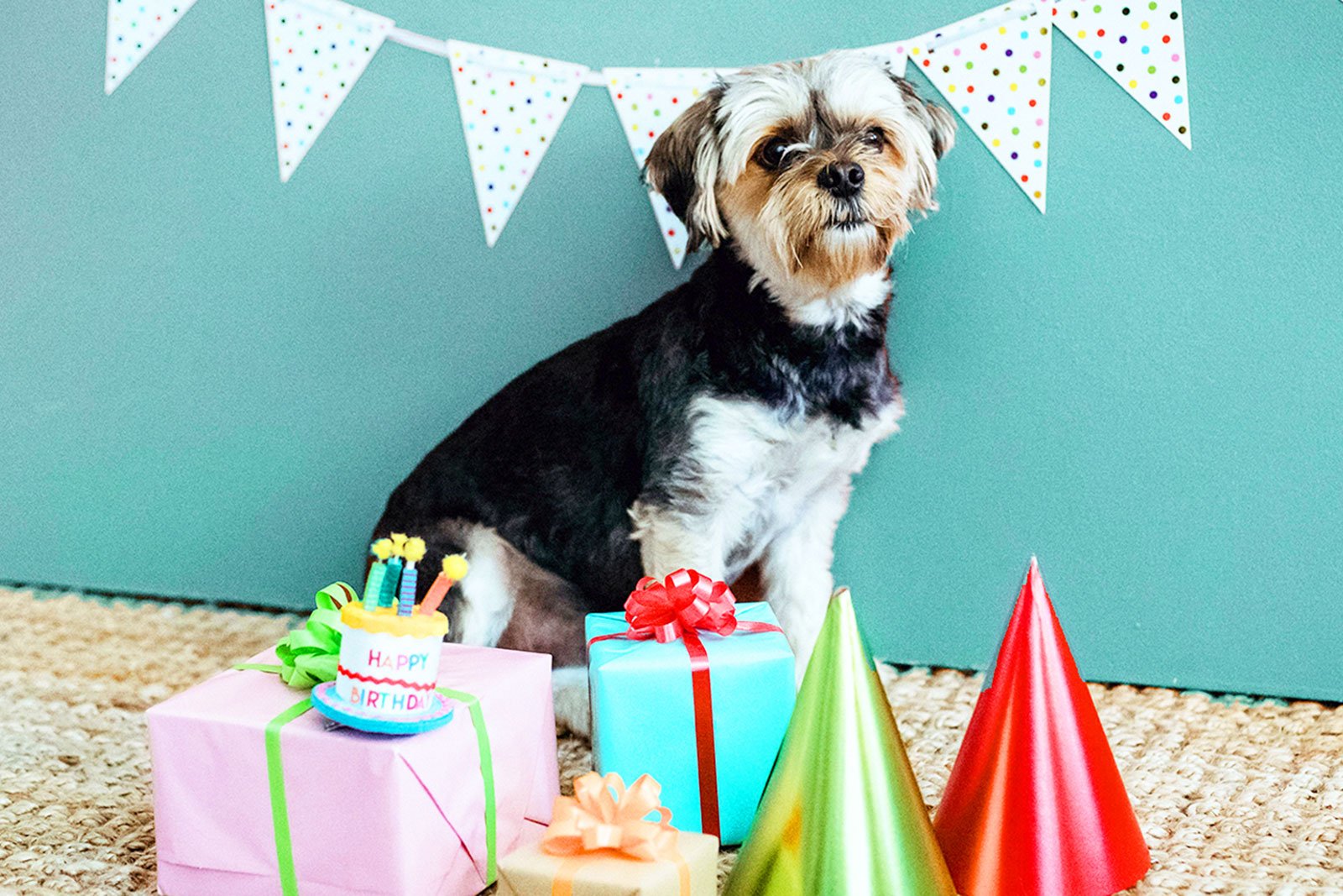Pet birthday party