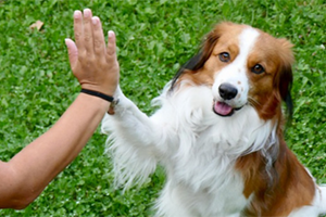 A brown and white dog giving a high-five to a person's hand, with green grass in the background.