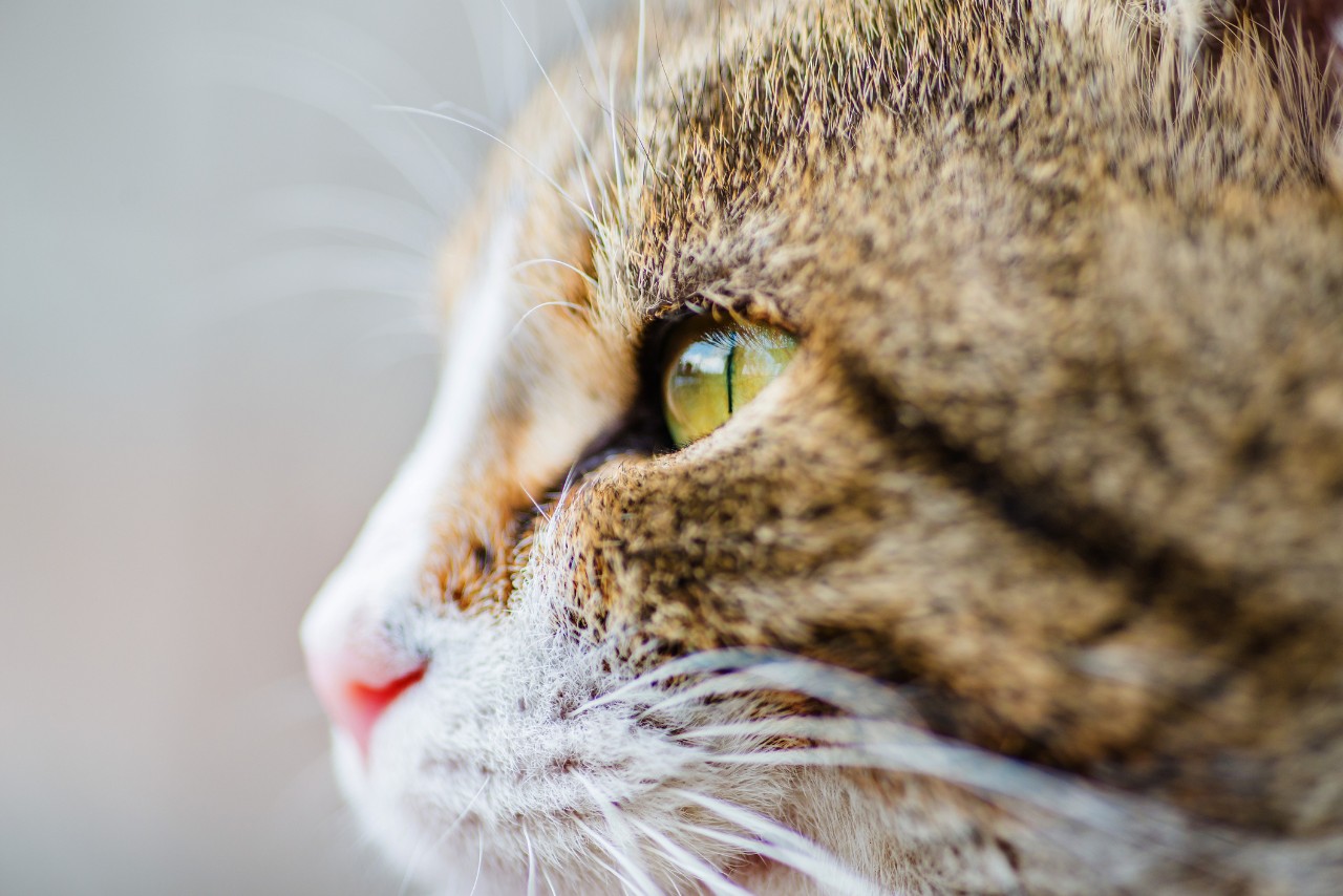 A close-up of a tabby cat's face, showing its green eye and pink nose.