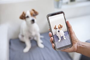 A hand holding a smartphone displaying a picture of a small dog, with a blurred dog in the background.
