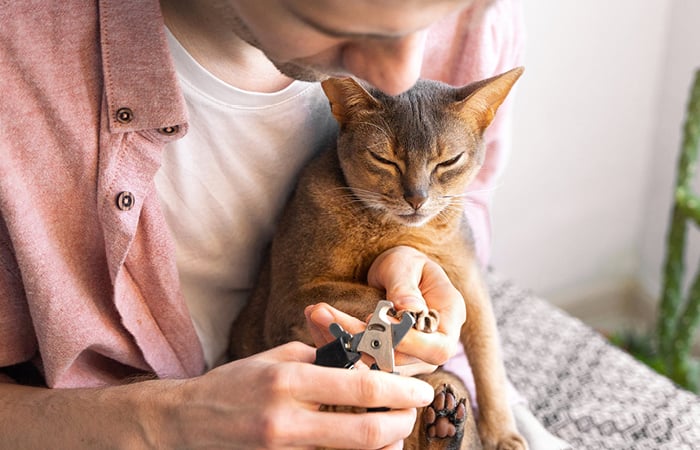 A Cat has its nails clipped