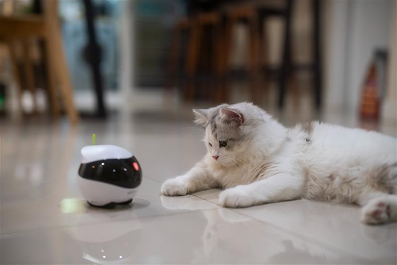 a cat playing with an electric toy