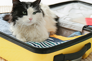 A black and white cat sitting in an open bright yellow suitcase, filled with clothes.