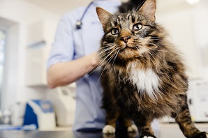A long-haired tabby cat with a white chest standing on a vet's examination table, looking up.