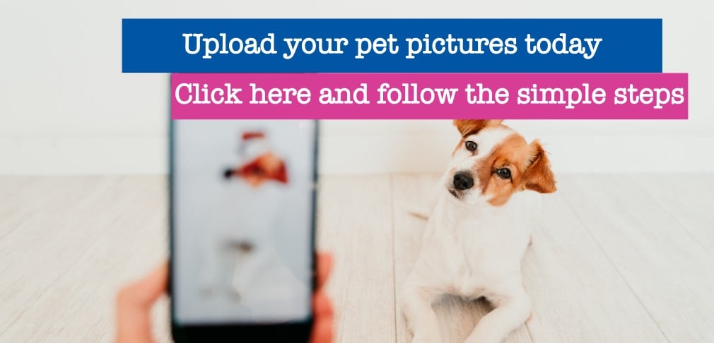 upload your pet pictures today call to action