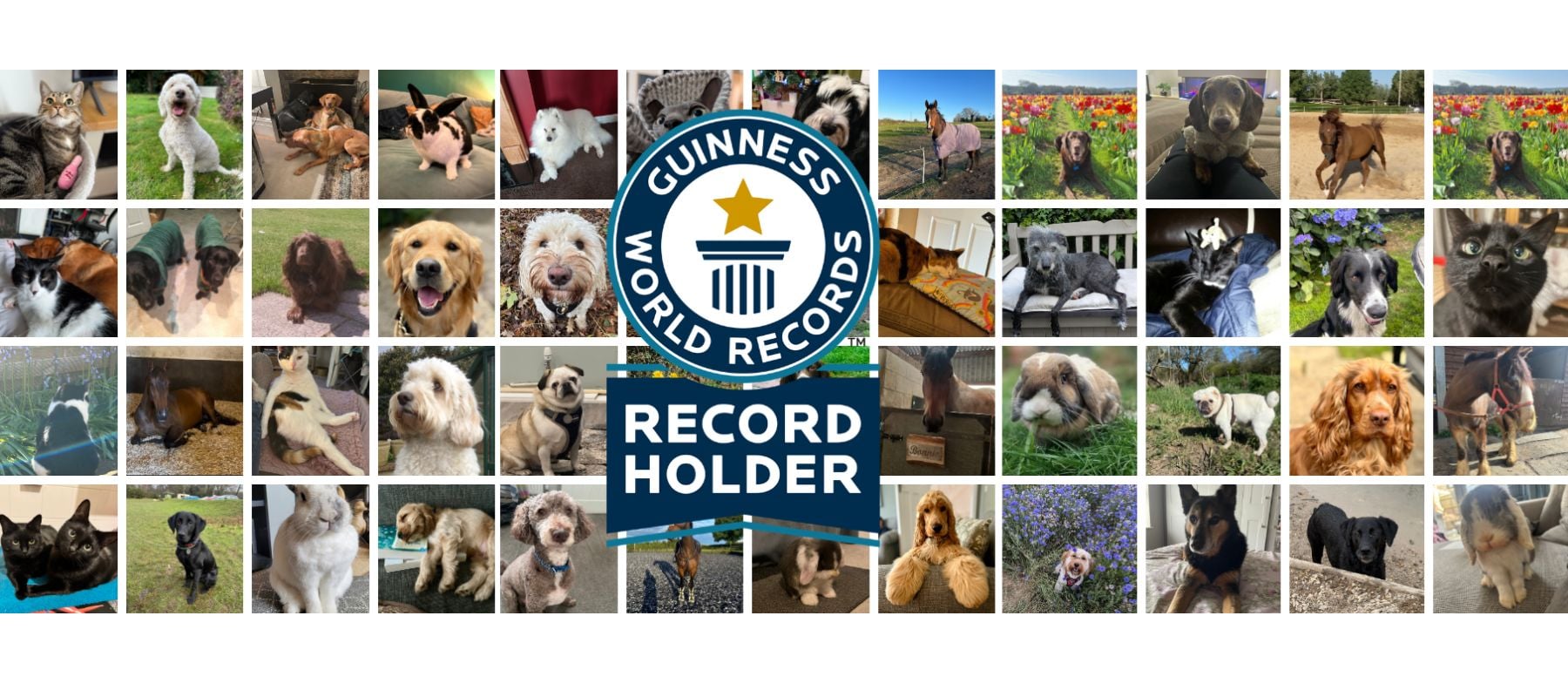 upload your pet pictures today call to action