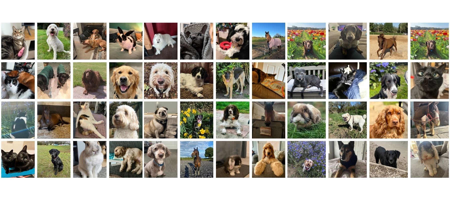 upload your pet pictures today call to action