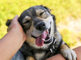 A happy dog with closed eyes and tongue out, being petted by a person's hand.